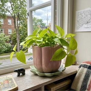 Pink Scalloped Ceramic Planter with Sage Green Leaf Saucer - 6 Inch Tulip Flower
